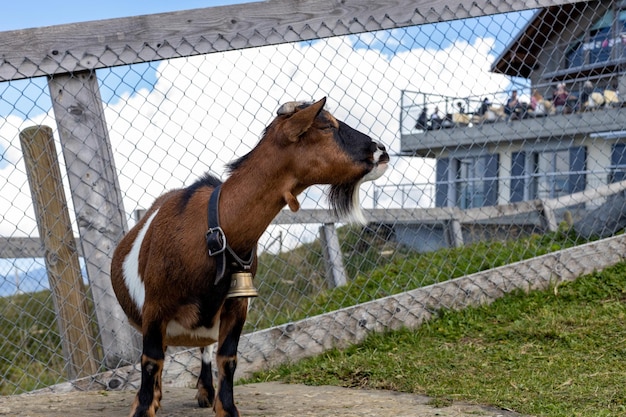 Pequeña cabra montés en la ladera de una montaña en suiza