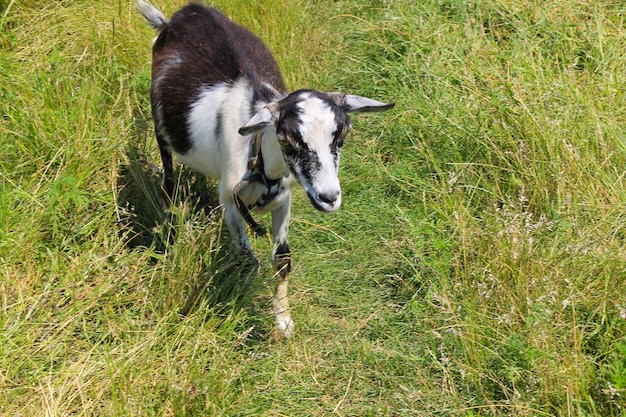 Pequeña cabra en pasto