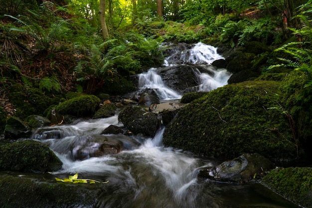 Pequena cachoeira em meio a rochas e árvores musgosas em um cenário sereno