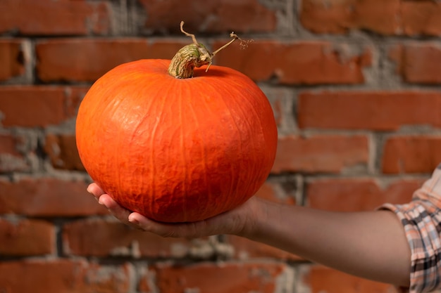 Una pequeña calabaza en las manos de una joven preparación para Halloween