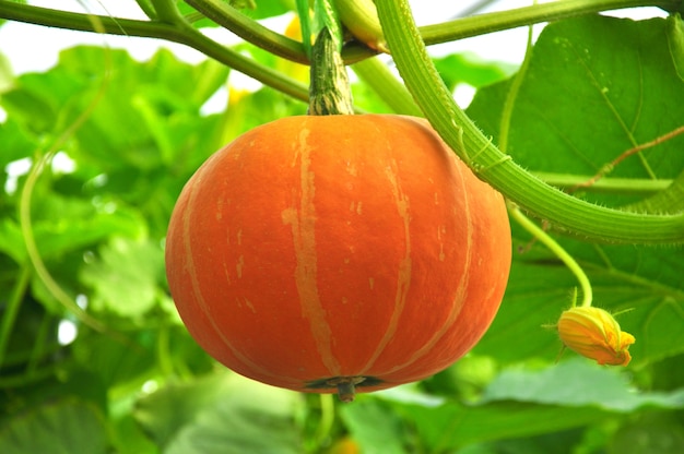 Pequeña calabaza que crece en un parche de calabaza