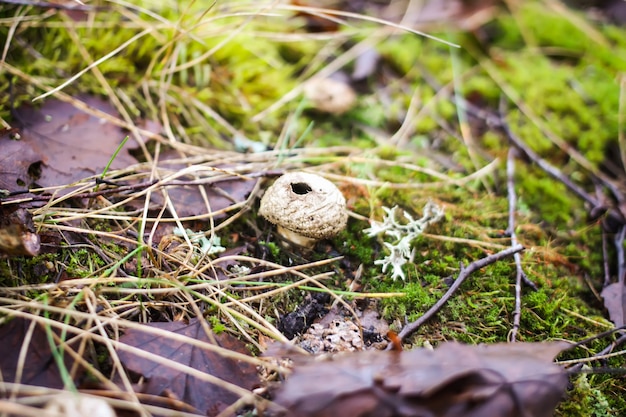 Pequena capa de chuva em forma de cogumelo crescendo na floresta de outono