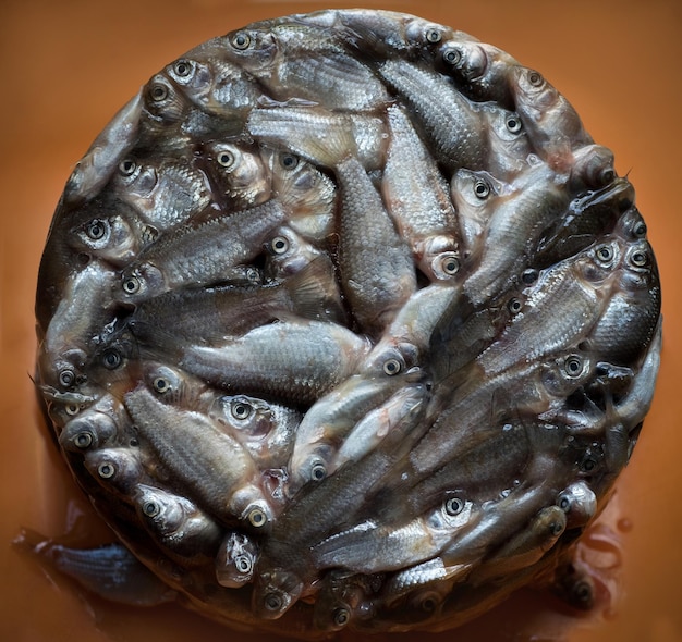 pequeña carpa cruciana congelada en forma redonda de hielo en el mercado como fondo