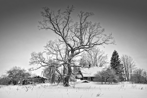 Pequeña casa de bosque de madera cubierta de nieve.