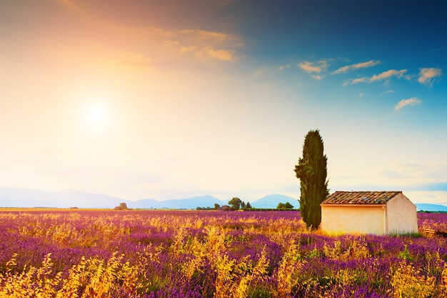 Pequeña casa con ciprés en campos de lavanda al atardecer cerca de Valensole, Provenza, Francia. Hermoso paisaje de verano.