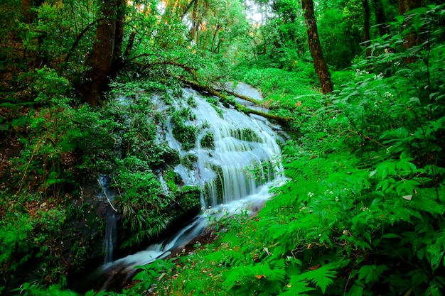 Foto una pequeña cascada en el bosque con hojas verdes.