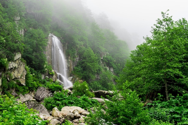 Pequeña cascada en el bosque, larga exposición. Rize - Turquía