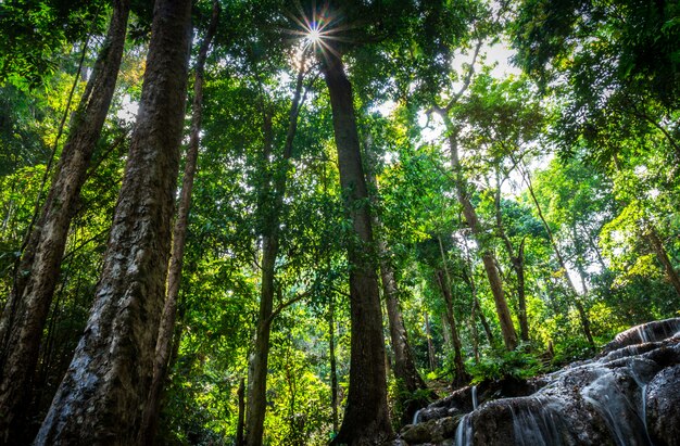 Pequeña cascada en el bosque