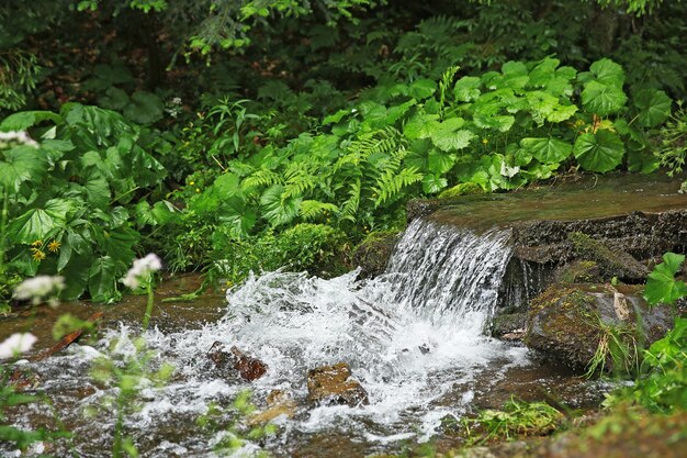 Pequeña cascada en el bosque