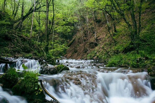 Una pequeña cascada fluye a través del bosque.