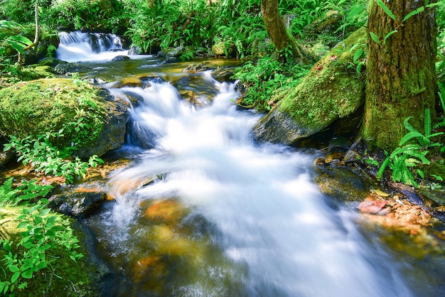 Pequeña cascada de helechos y rocas ubicada en Doi Inthanon.