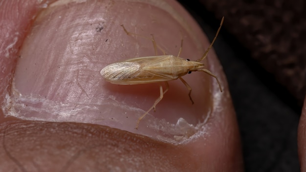 Pequeña chinche apestosa del género Mecidea