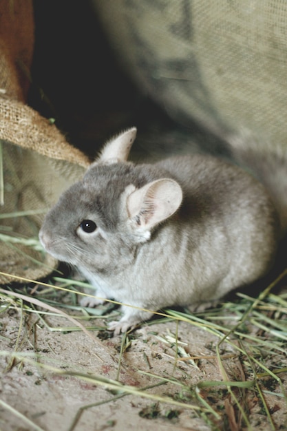 Pequeña chinchilla gris camina en la calle sobre la hierba verde.