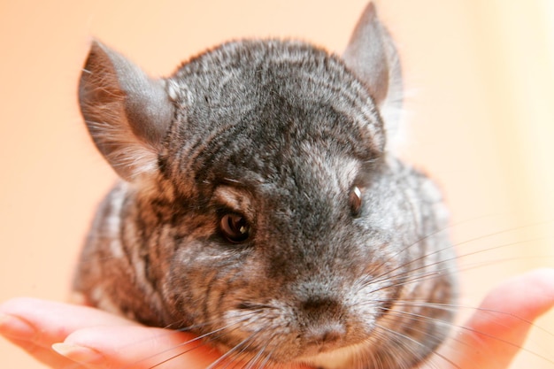 Pequeña chinchilla gris. Granja de chinchillas