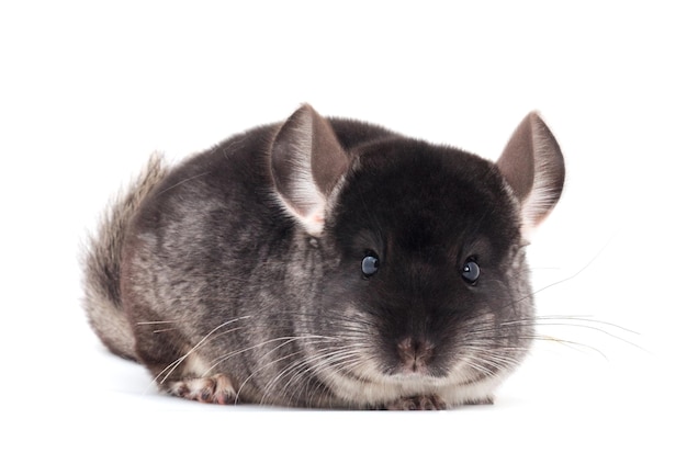 Pequeña chinchilla gris