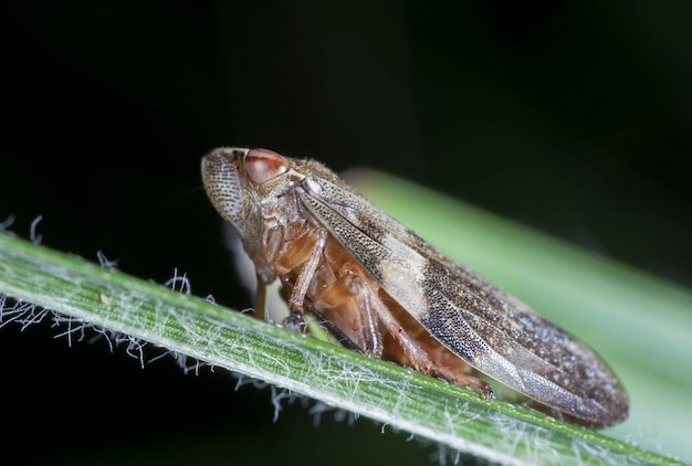 Pequeña cigarra en una hoja de hierba