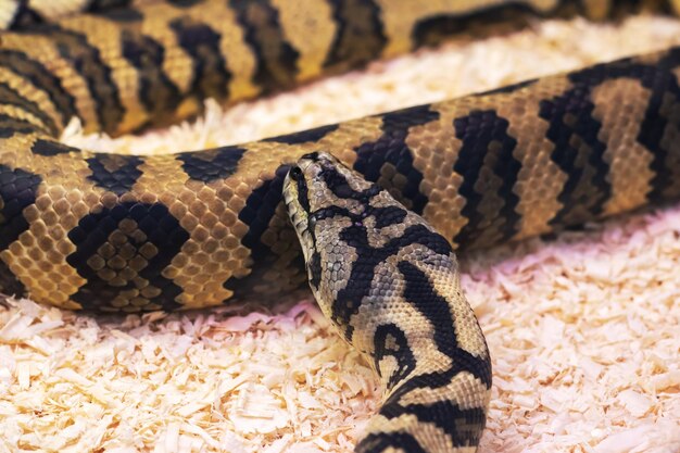 Foto pequena cobra marrom em um terrário de perto