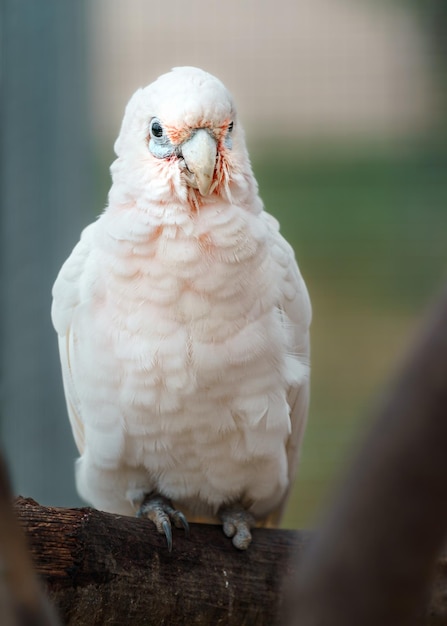 Pequena Corella