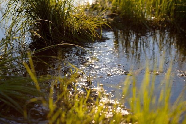 Pequeña corriente de agua en un prado a la luz de la mañana