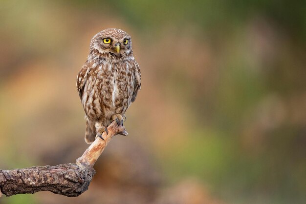 Pequena coruja Athene noctua em um fundo bonito.