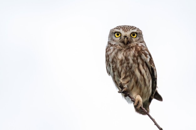 Pequena coruja, Athene noctua, sentada em um galho