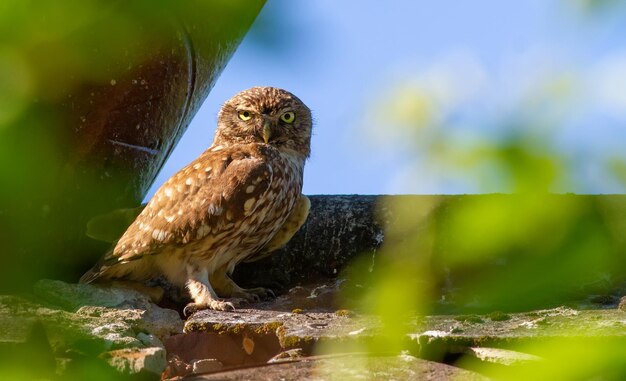 Pequena coruja Athene noctua Um pássaro senta-se no telhado de uma casa velha