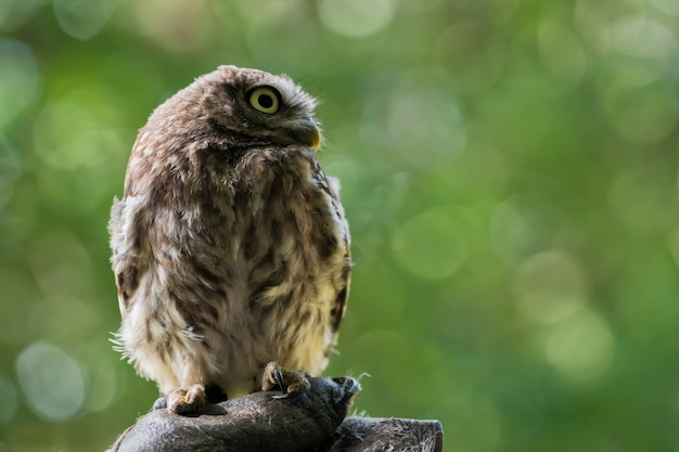 Pequena coruja (Athene noctua)