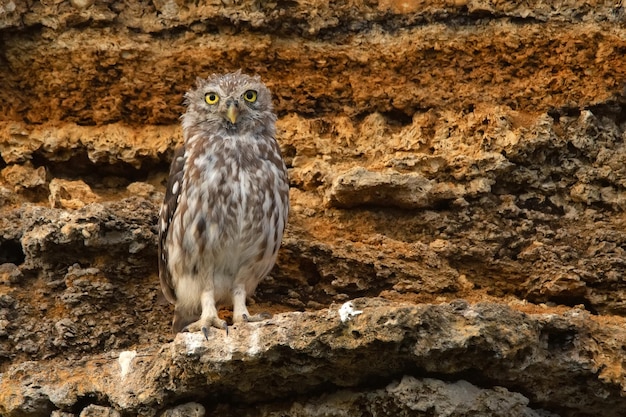 Pequena coruja ou athene noctua empoleirada em uma rocha