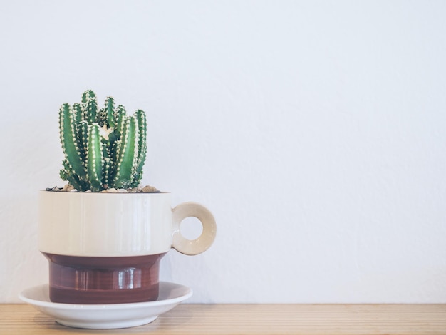 Foto pequena decoração de plantas de cactos