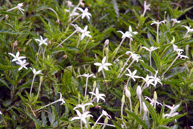 Foto pequeña estrella blanca del jardín de las flores de belén