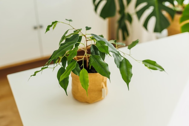 Pequena ficus fechada em pote de papel kraft lindas folhas de ficus com gotas de água conceito de primavera