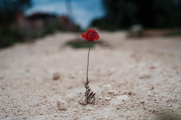 Una pequeña flor de amapola roja se abrió paso a través de la piedra.