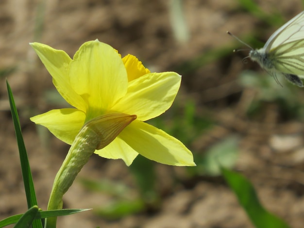 Pequena flor amarela em um prado verde