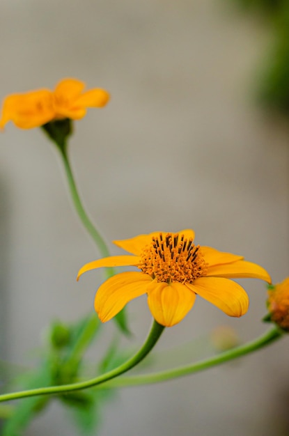 pequeña flor amarilla en el jardín