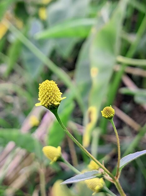 pequeña flor amarilla en el jardín