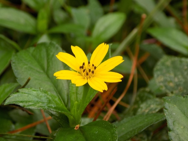 pequeña flor amarilla