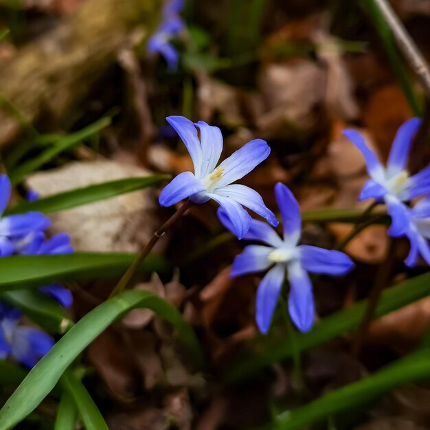 Una pequeña flor azul con la del medio rodeada de hojas.