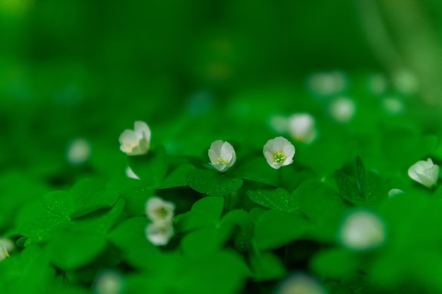 Pequeña flor blanca de acedera de madera en el sotobosque del bosque sobre un fondo borroso suave