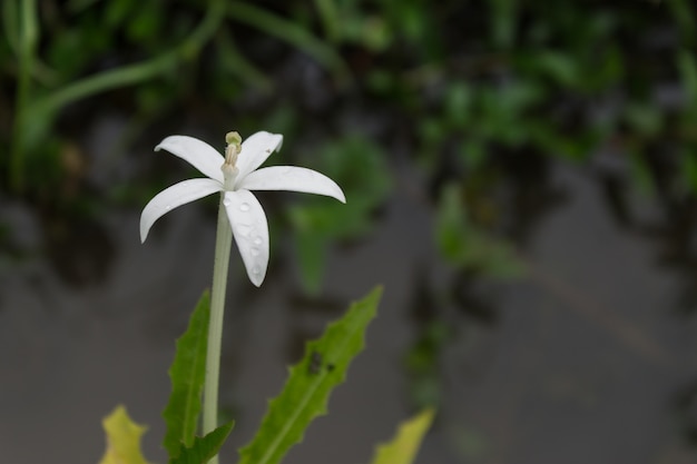 Pequeña flor blanca en el fondo del agua y de la hierba