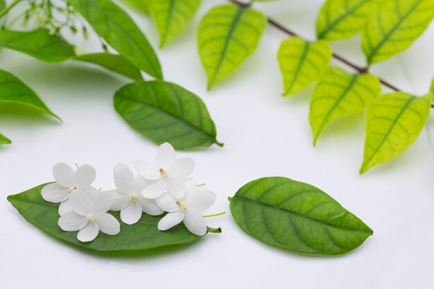 Pequeña flor blanca y hojas verdes