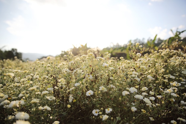 Pequeña flor blanca en el jardín