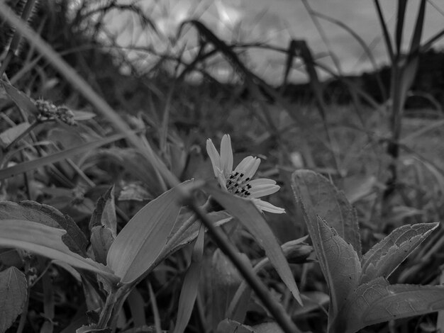 Pequeña flor blanca y negra en el fondo de la granja