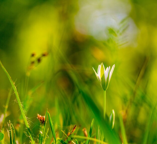 Pequeña flor blanca sobre la hierba verde en macro de primer plano al aire libre. Primavera verano floral