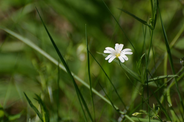 Una pequeña flor blanca en una soleada mañana de mayo región de Moscú Rusia