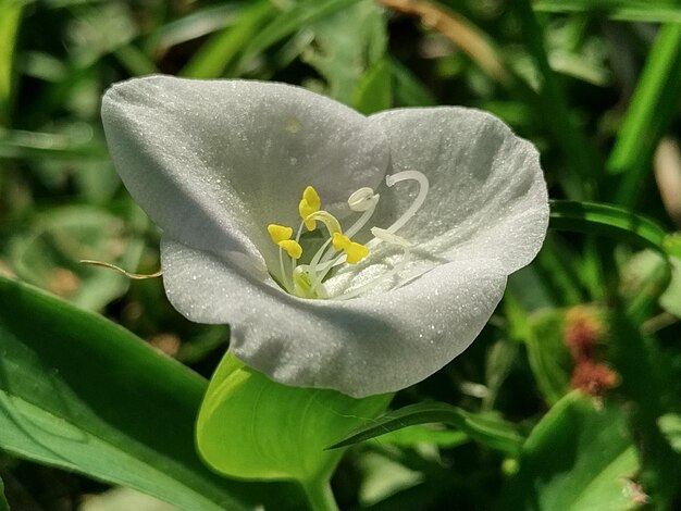 Foto pequeña flor blanca