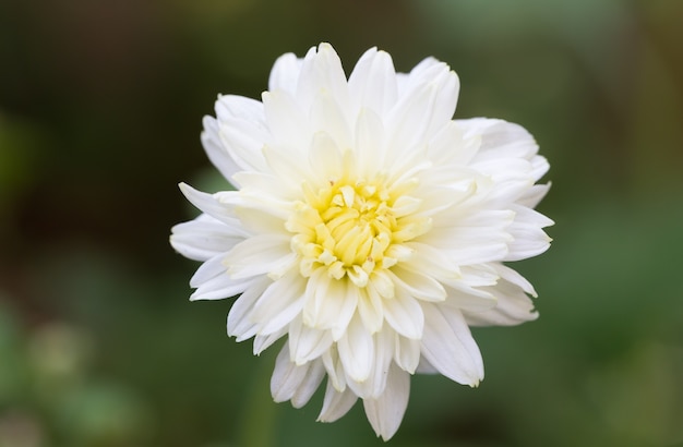 Pequeña flor blanca