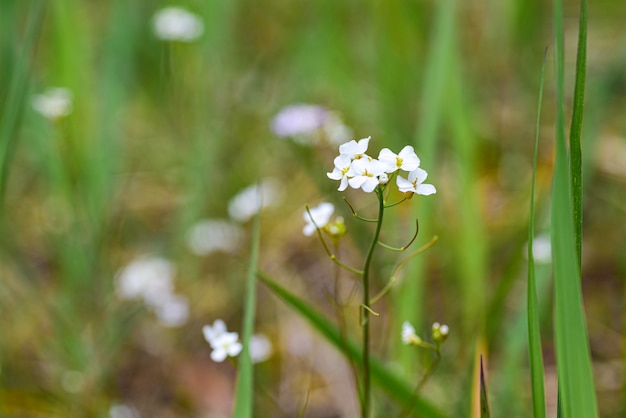 Pequena flor branca em campo de primavera