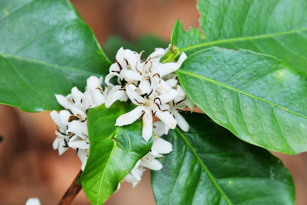 Pequeña flor de café hermosa en la montaña