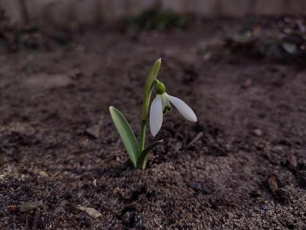 Una pequeña flor de campanilla blanca está en el suelo.