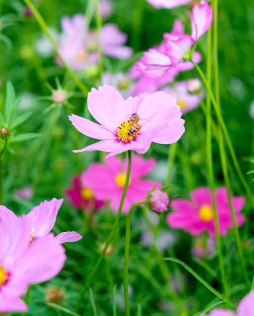 Pequeña flor de cosmos de polen de abeja cerrar